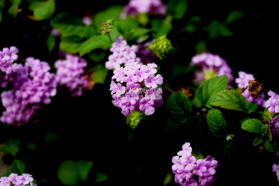 "Pink Lantana" stock image