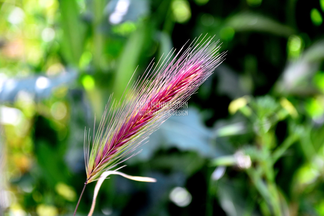 "Foxtail" stock image