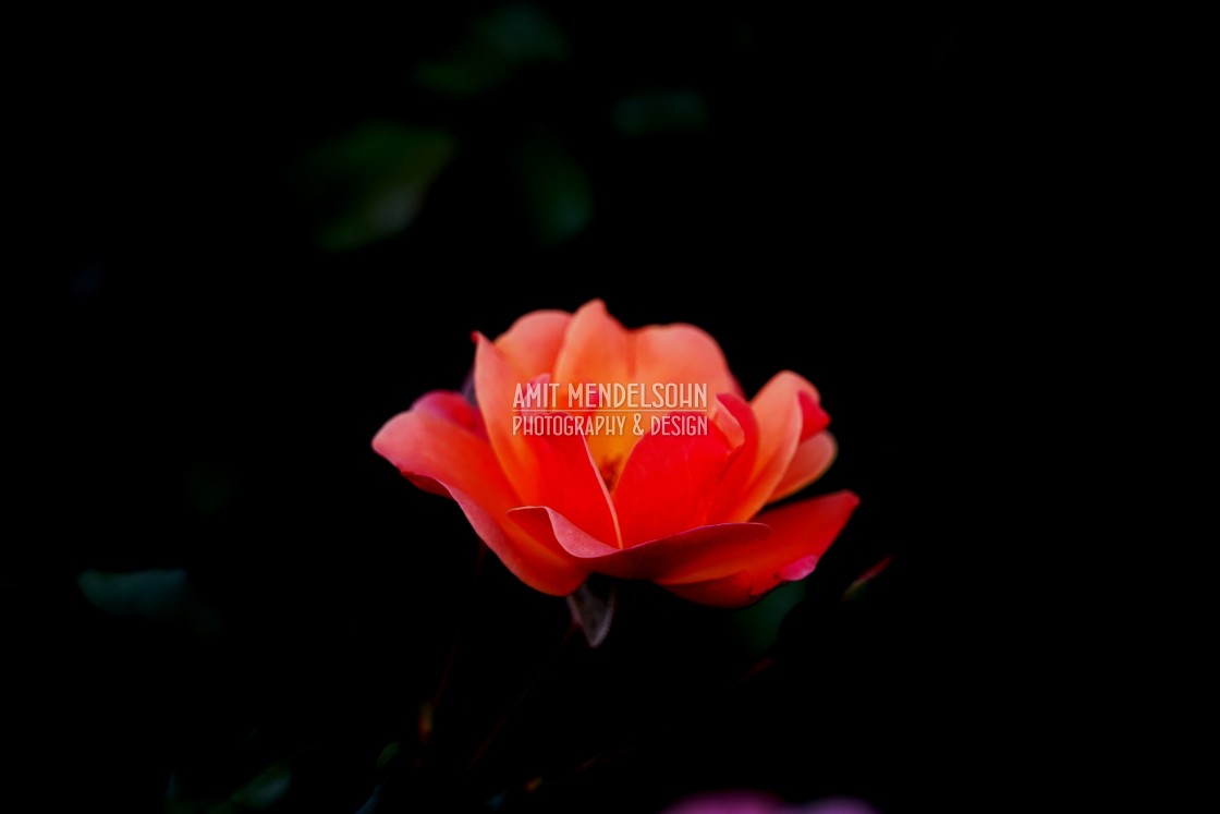 "A garden rose" stock image