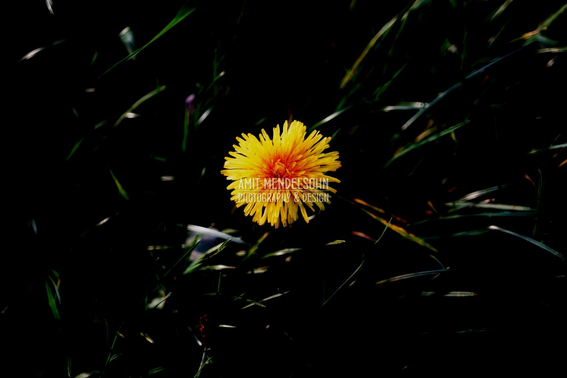 "Common Dandelion" stock image