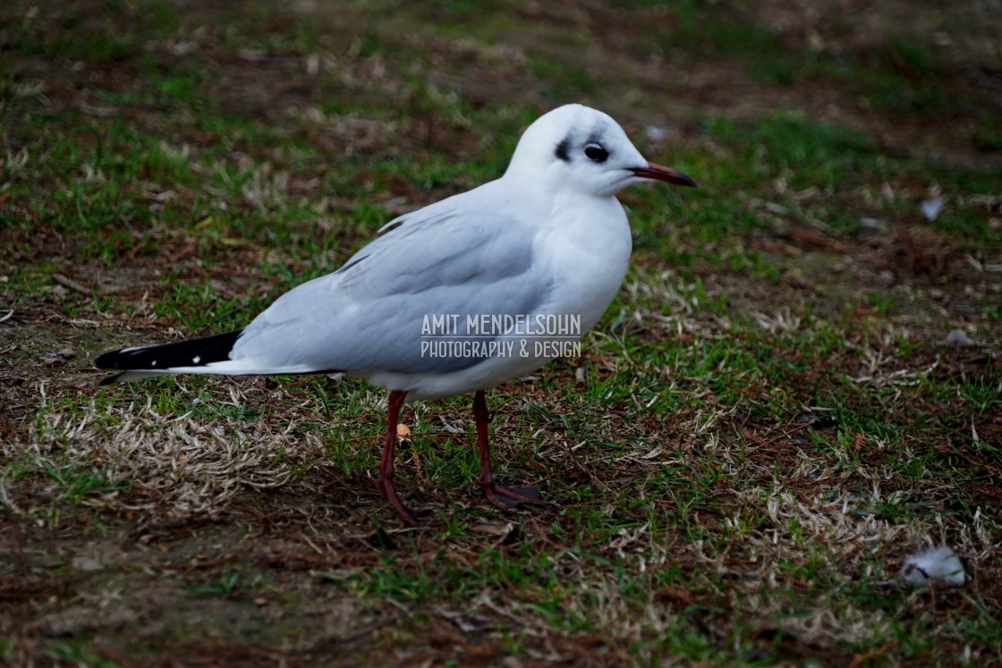 "a gull" stock image