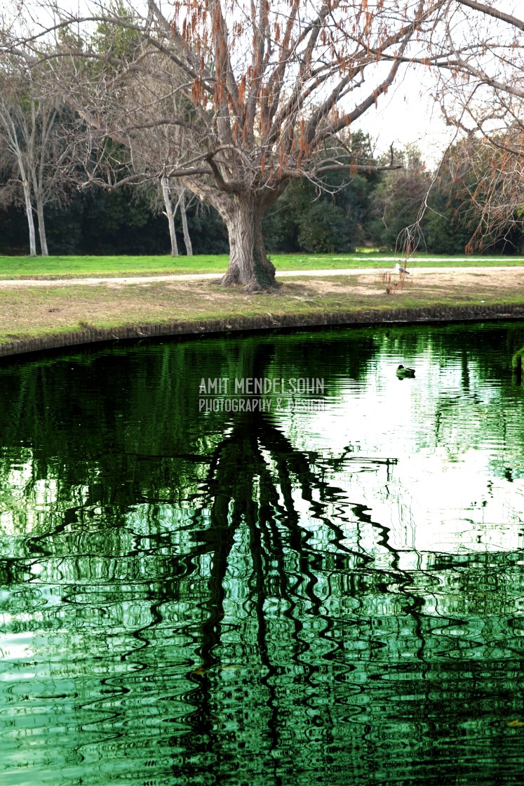 "a tree on the bank" stock image