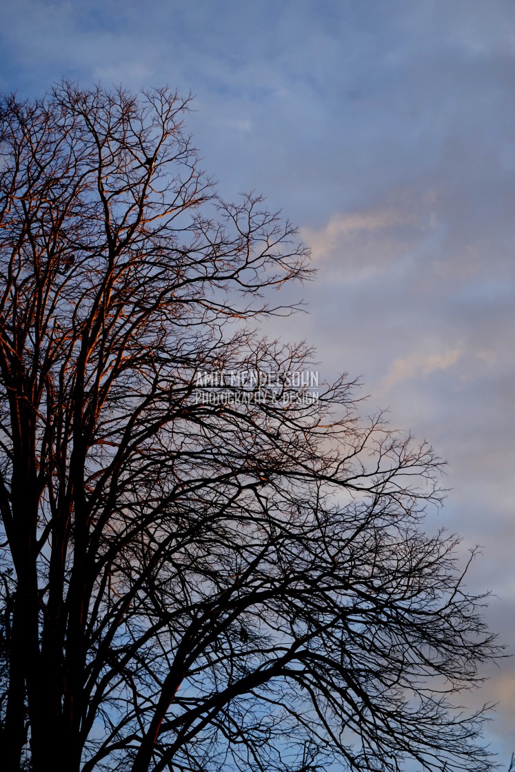 "a tree and the sky" stock image