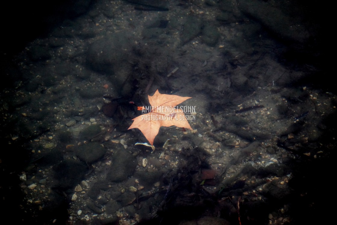 "a floating leaf" stock image