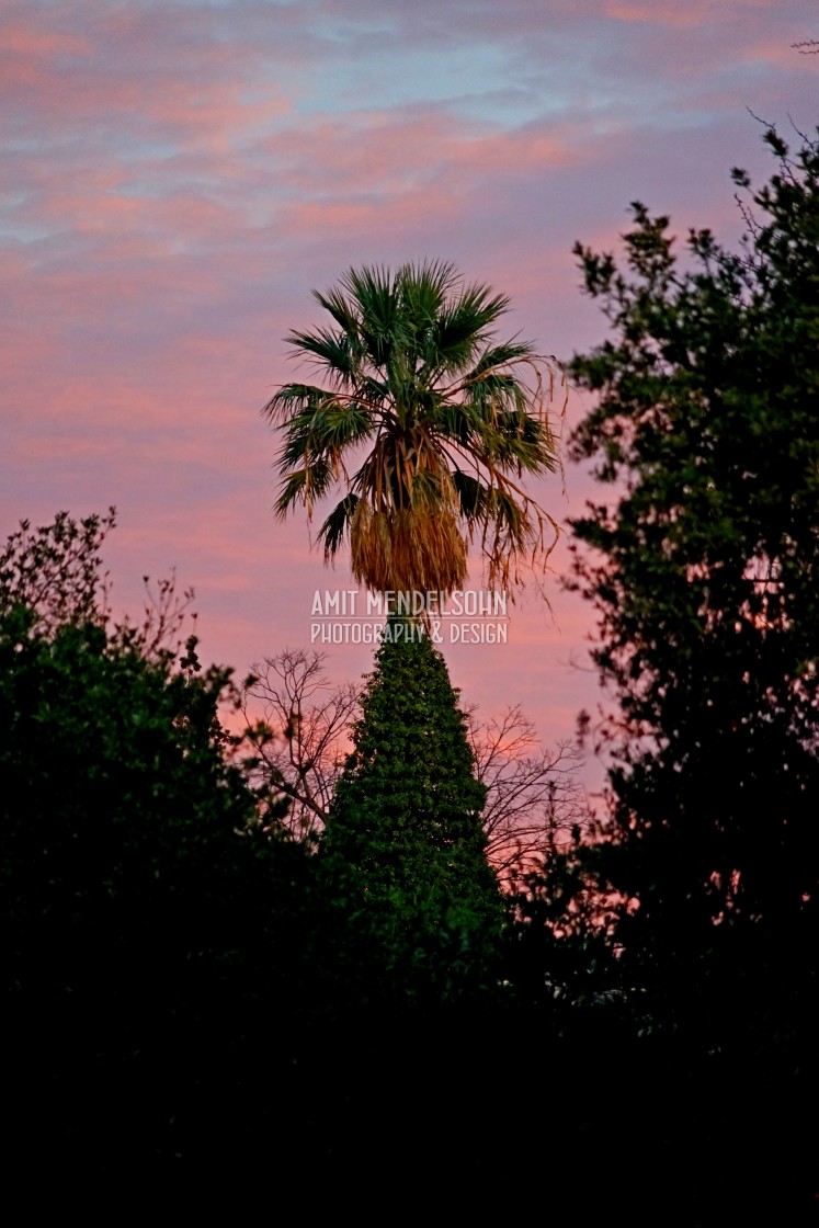 "palm tree" stock image