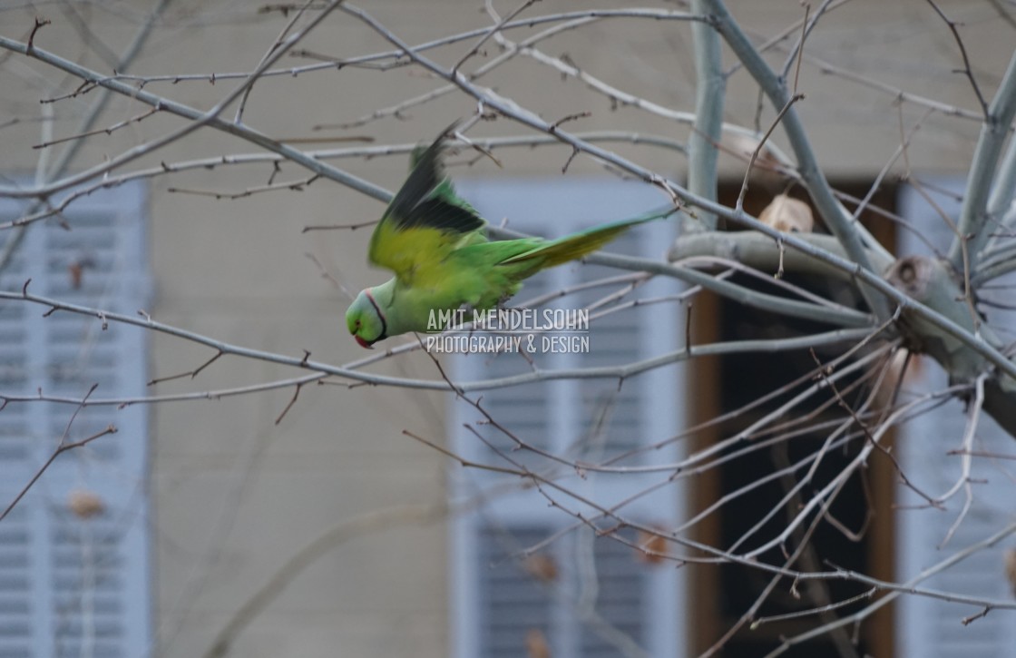 "Rose-ringed parakeet on the fly" stock image