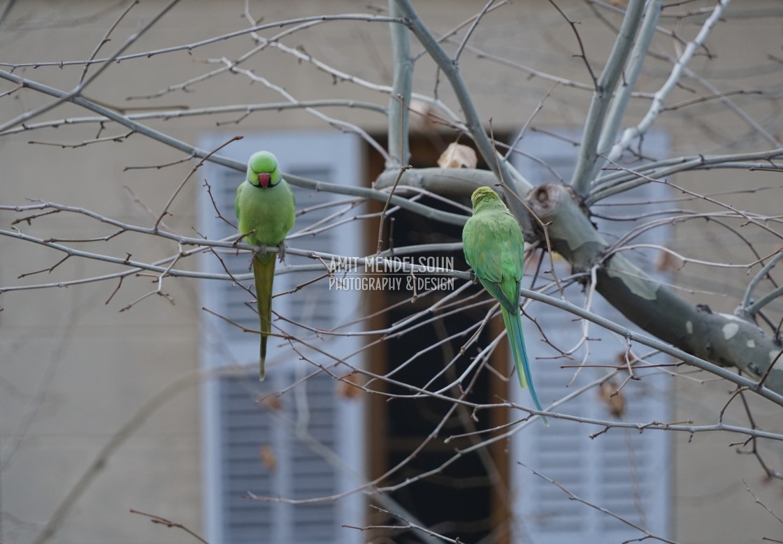 "Rose-ringed parakeet after" stock image