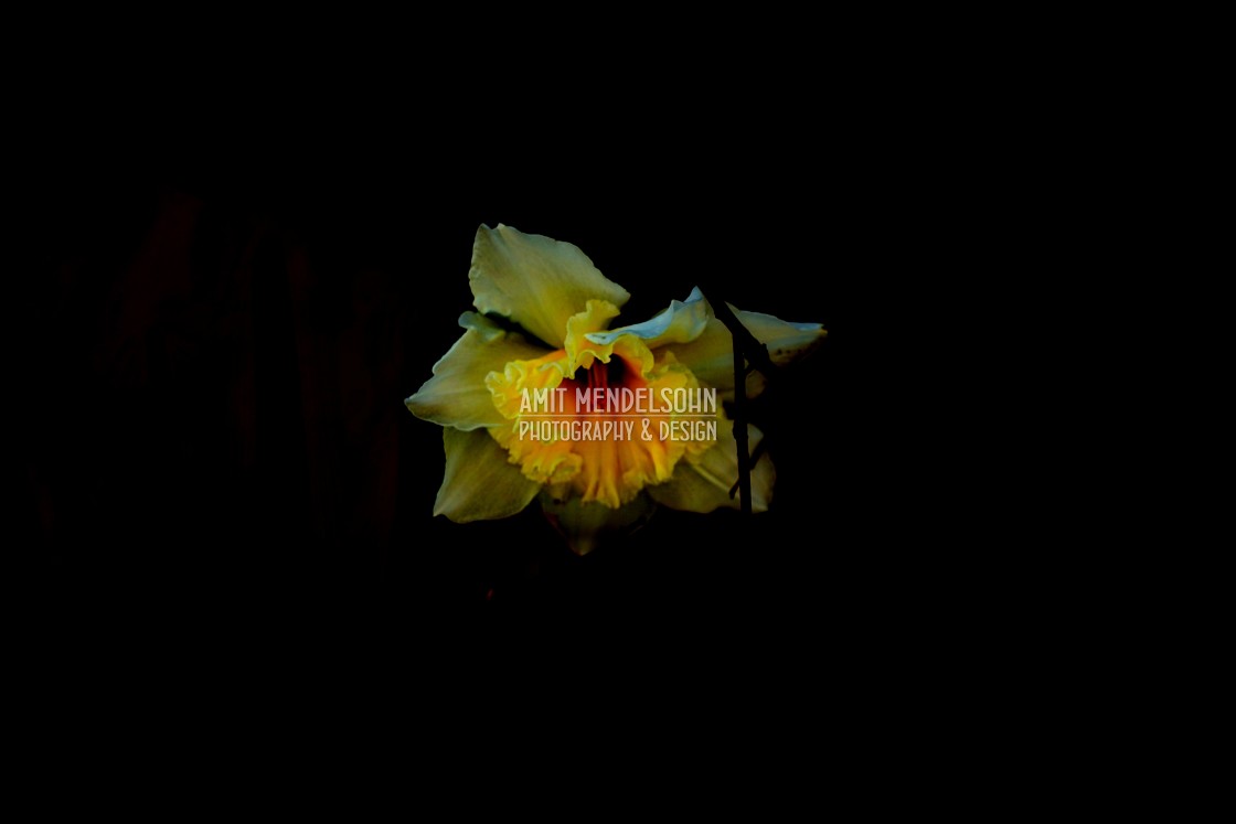 "Jonquil" stock image