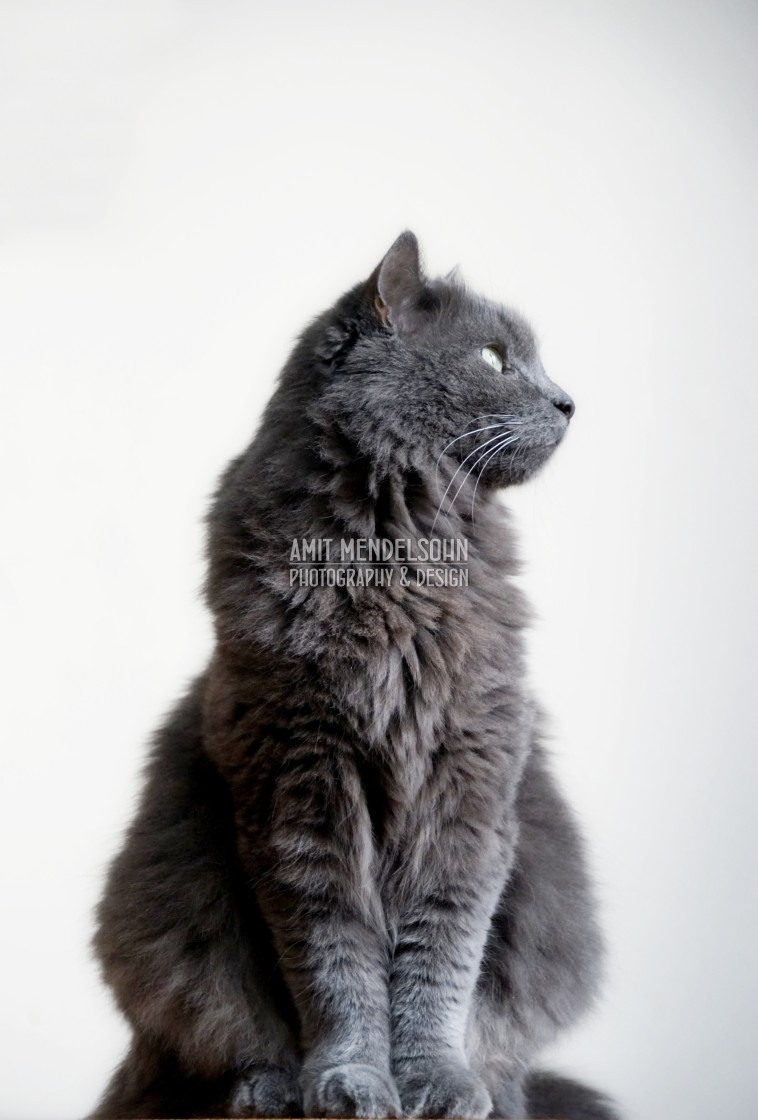 "a domestic cat" stock image