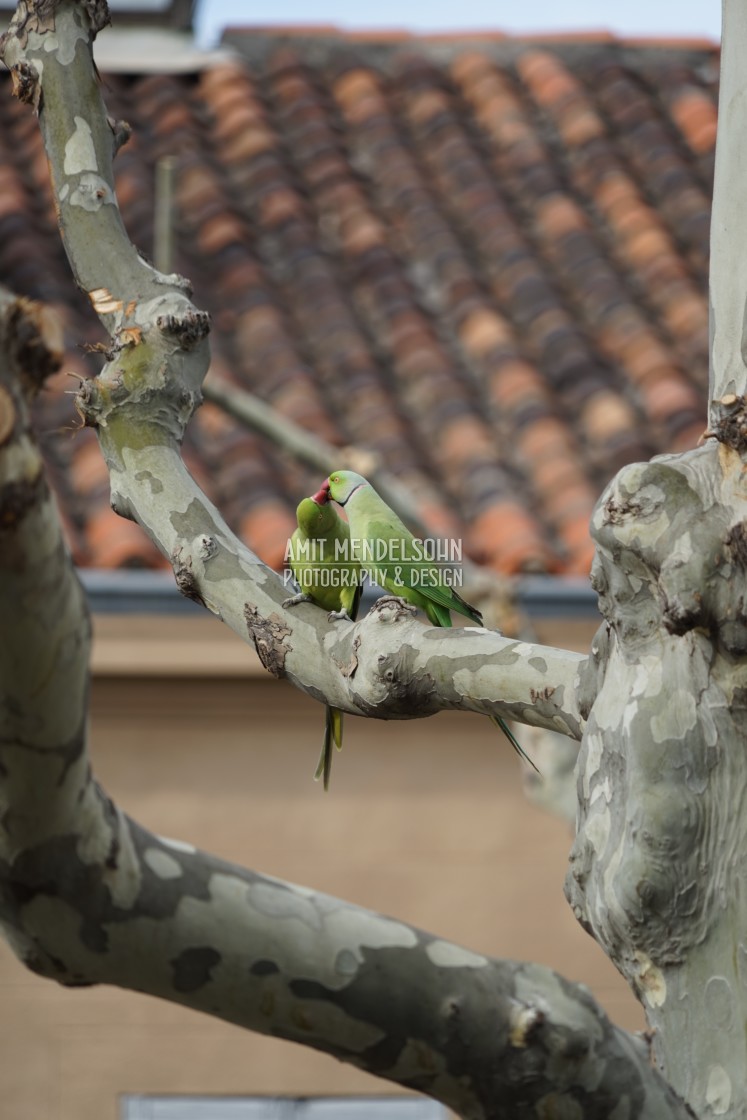 "Romantics in the heights" stock image