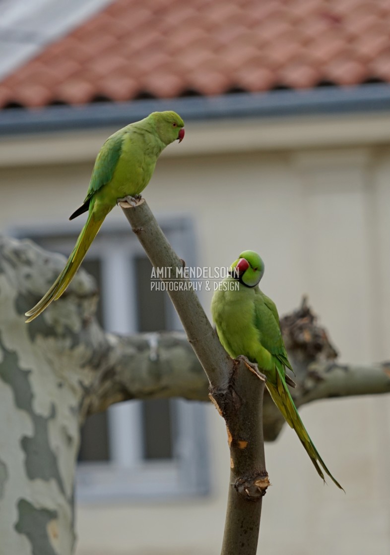 "Romantics in the heights" stock image