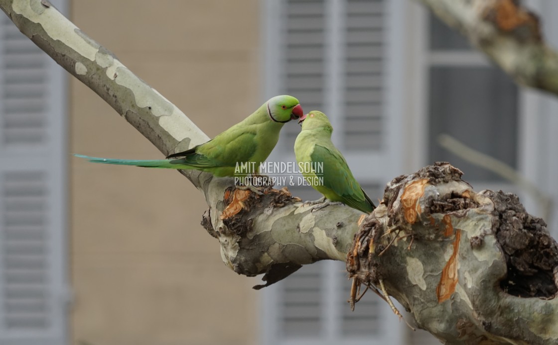 "Romantics in the heights" stock image