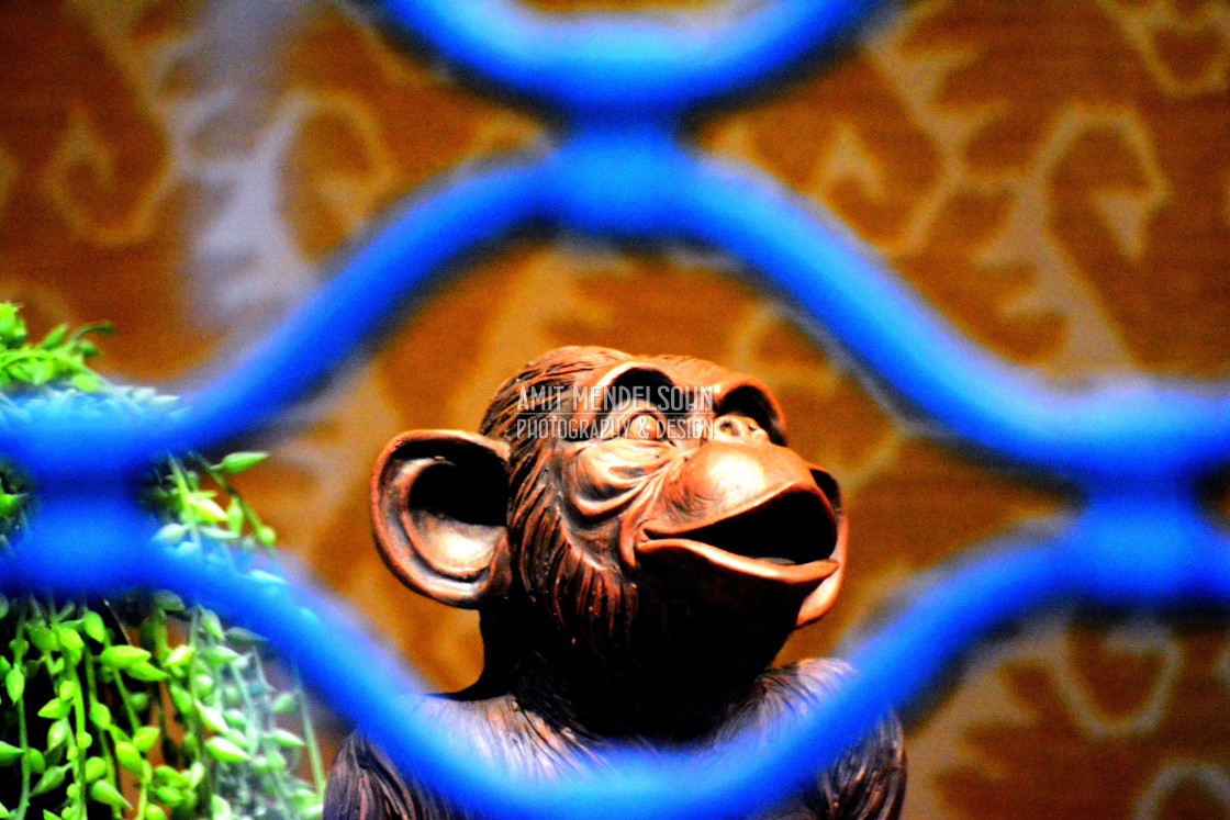 "a monkey in the cage" stock image