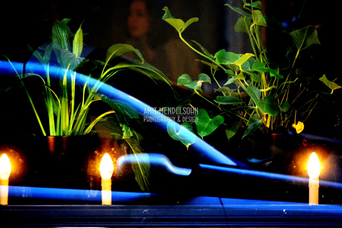 "plant, light and a reflection" stock image