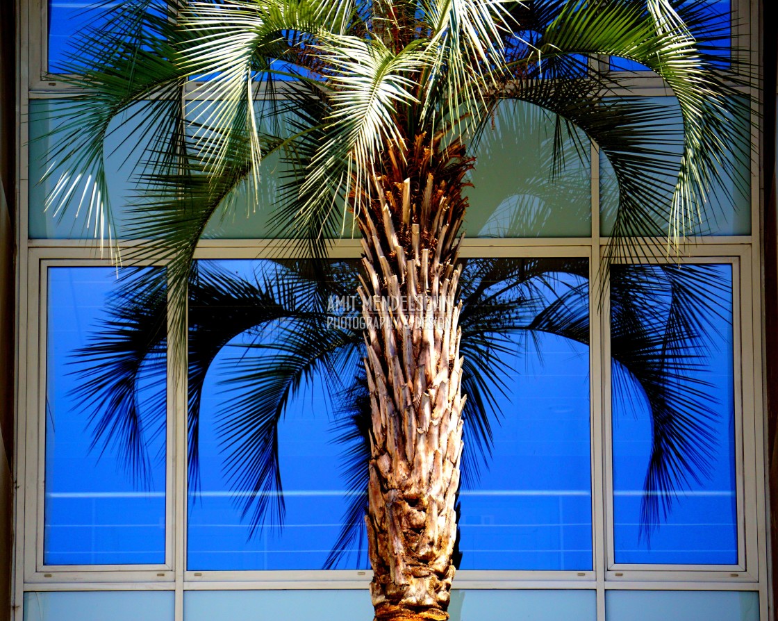 "a tree in a building" stock image