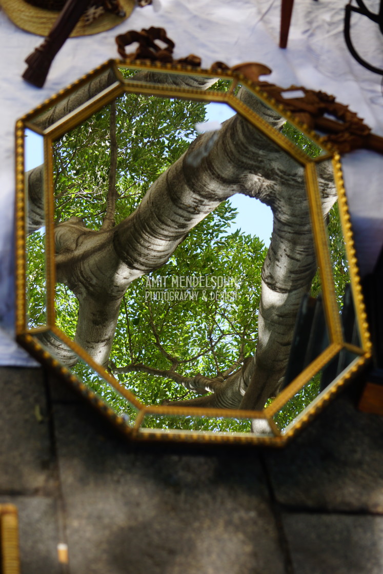 "a reflection of a tree" stock image