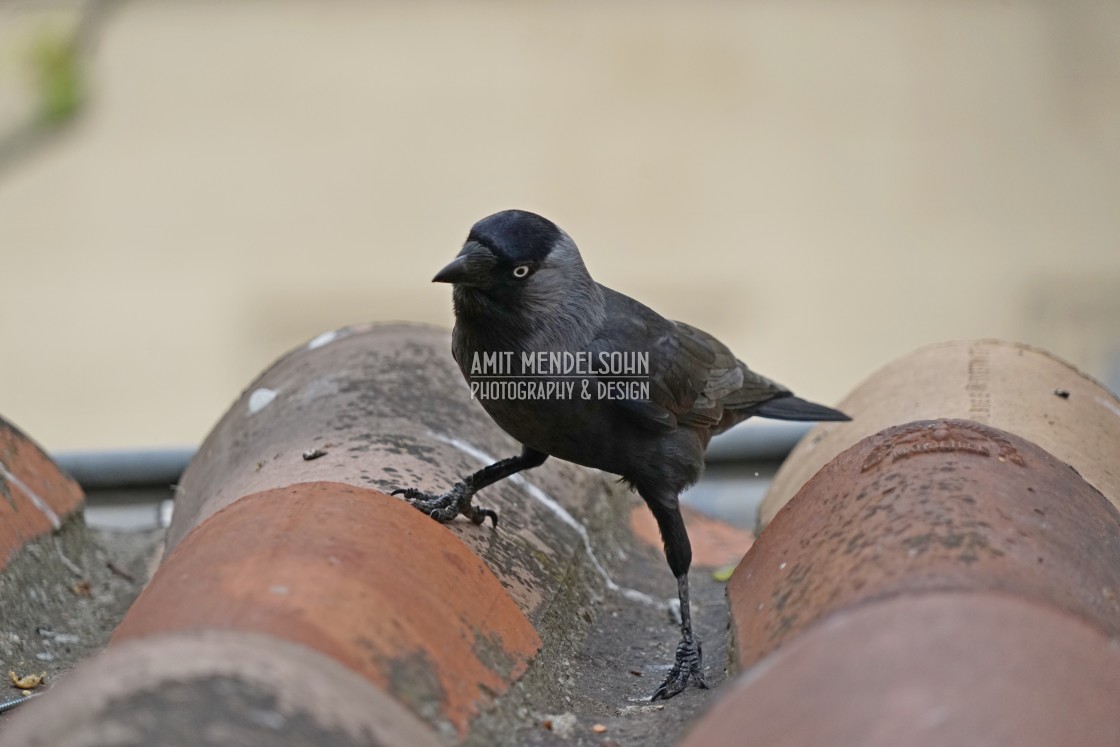 "Western jackdaw" stock image