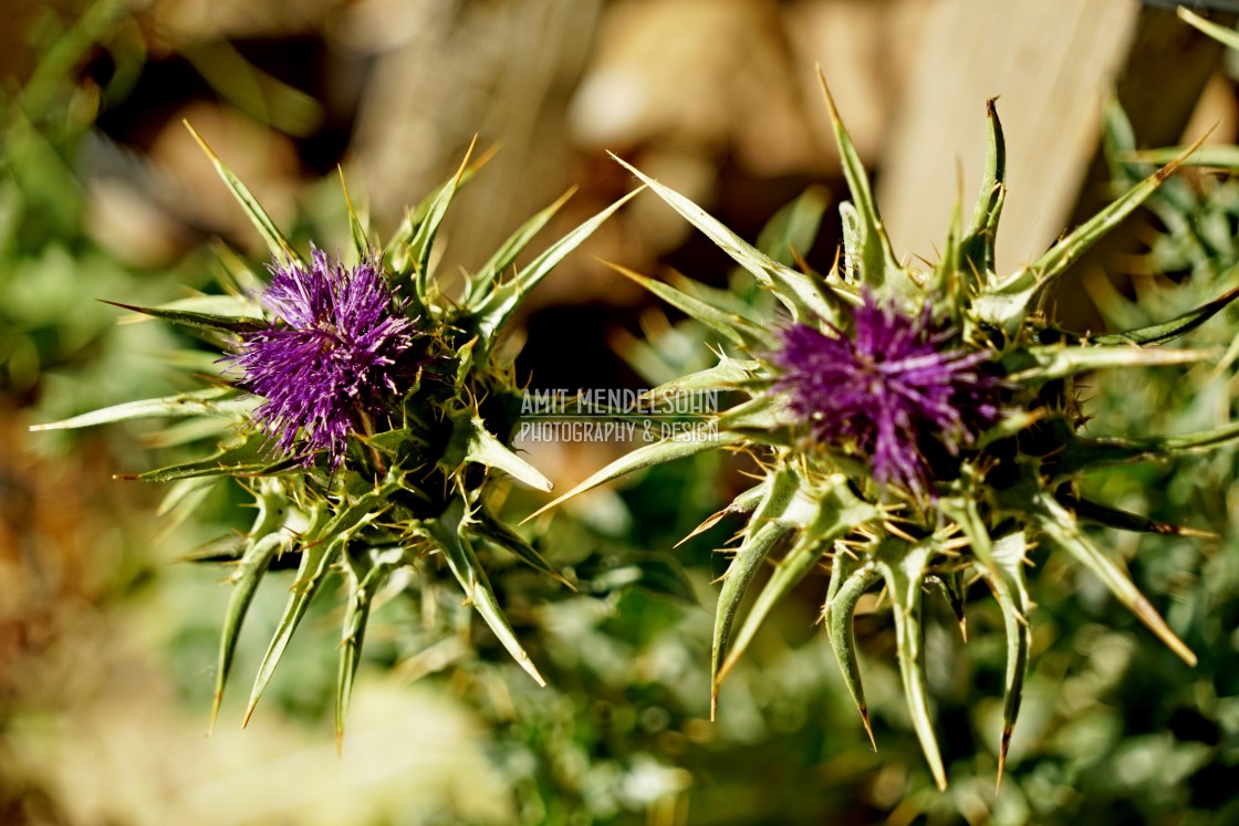 "A thorn" stock image