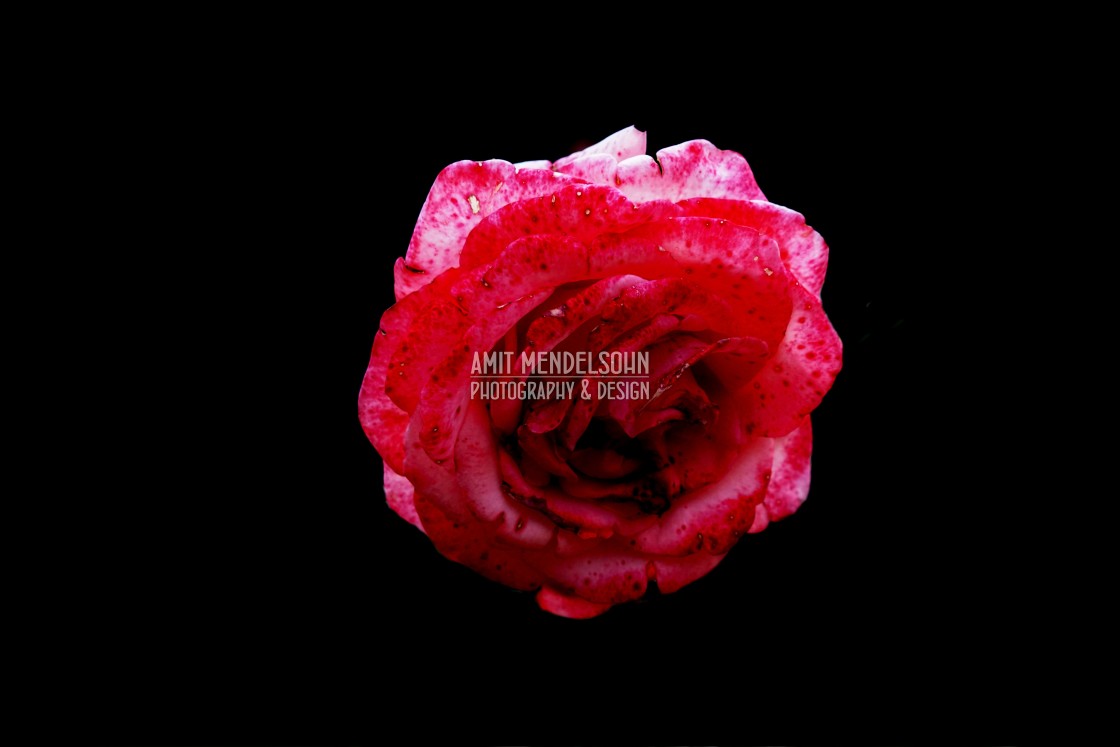 "red rose" stock image