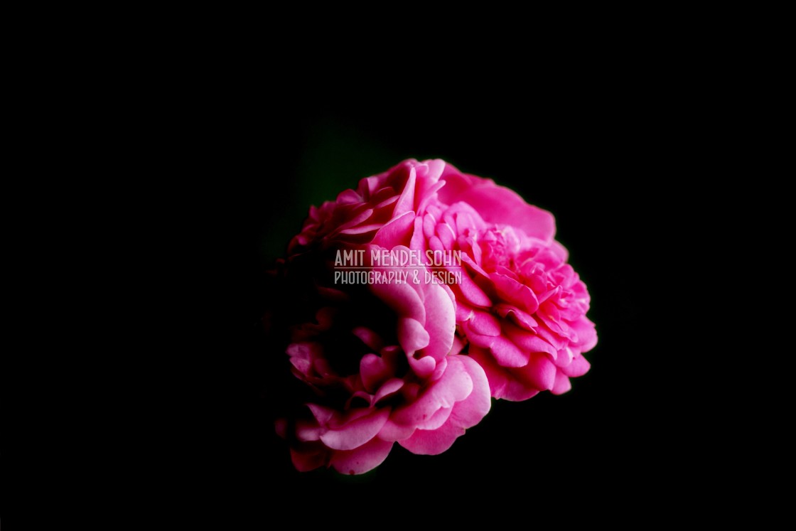 "pink roses" stock image