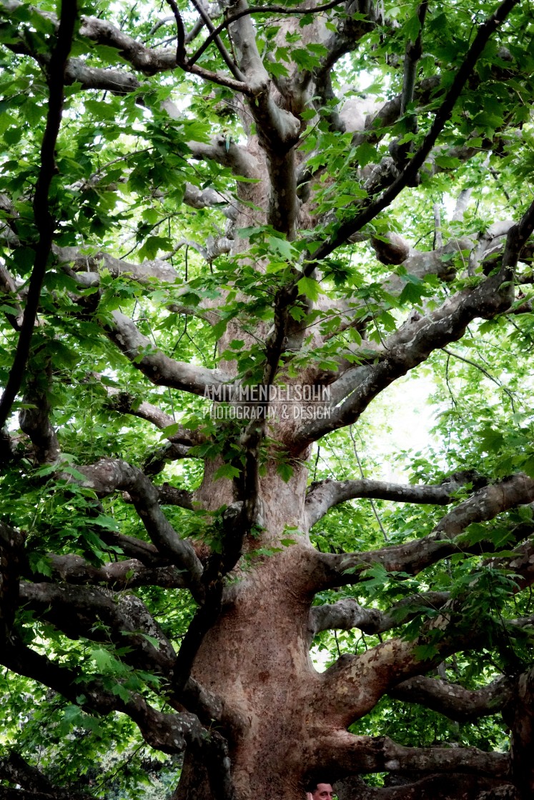 "a massive tree" stock image