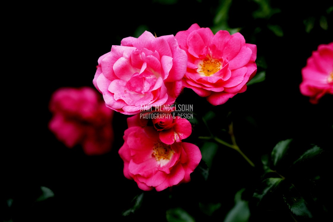 "red rose" stock image