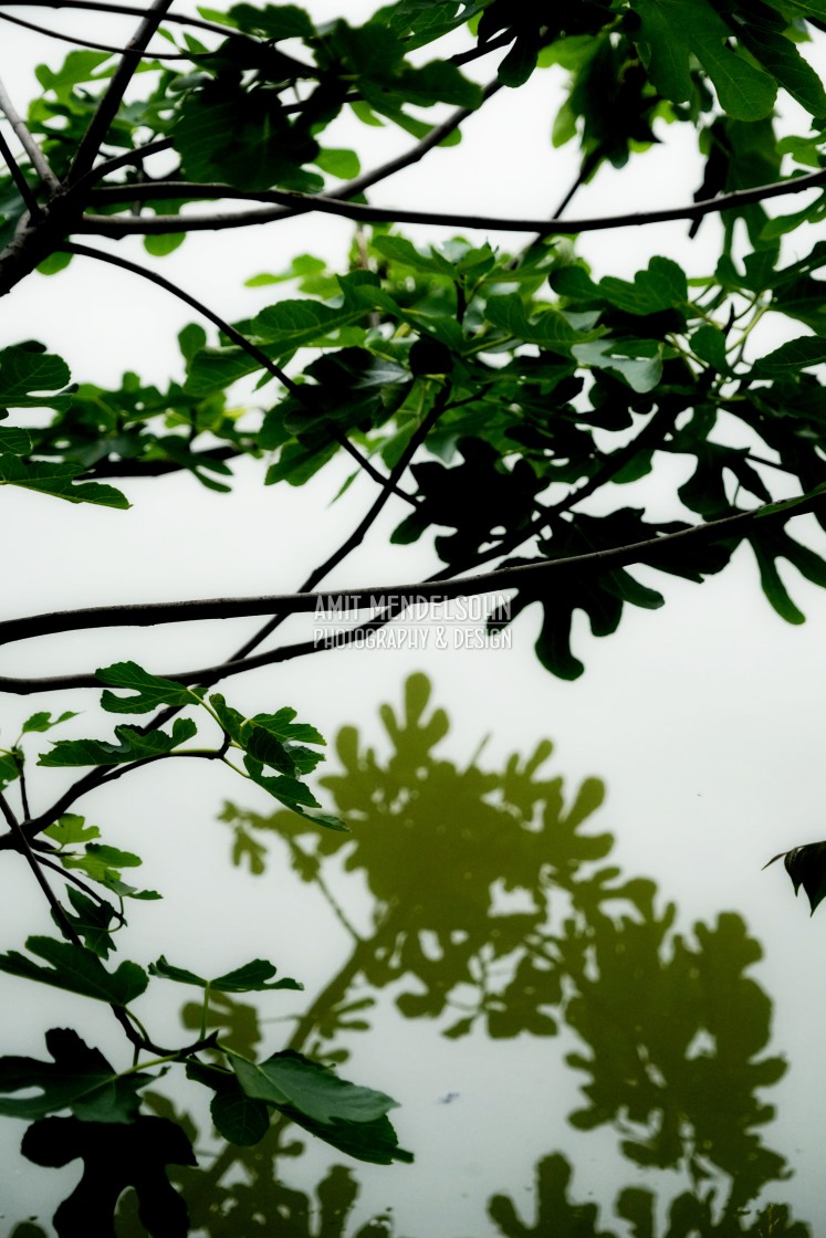 "fig tree and reflection" stock image