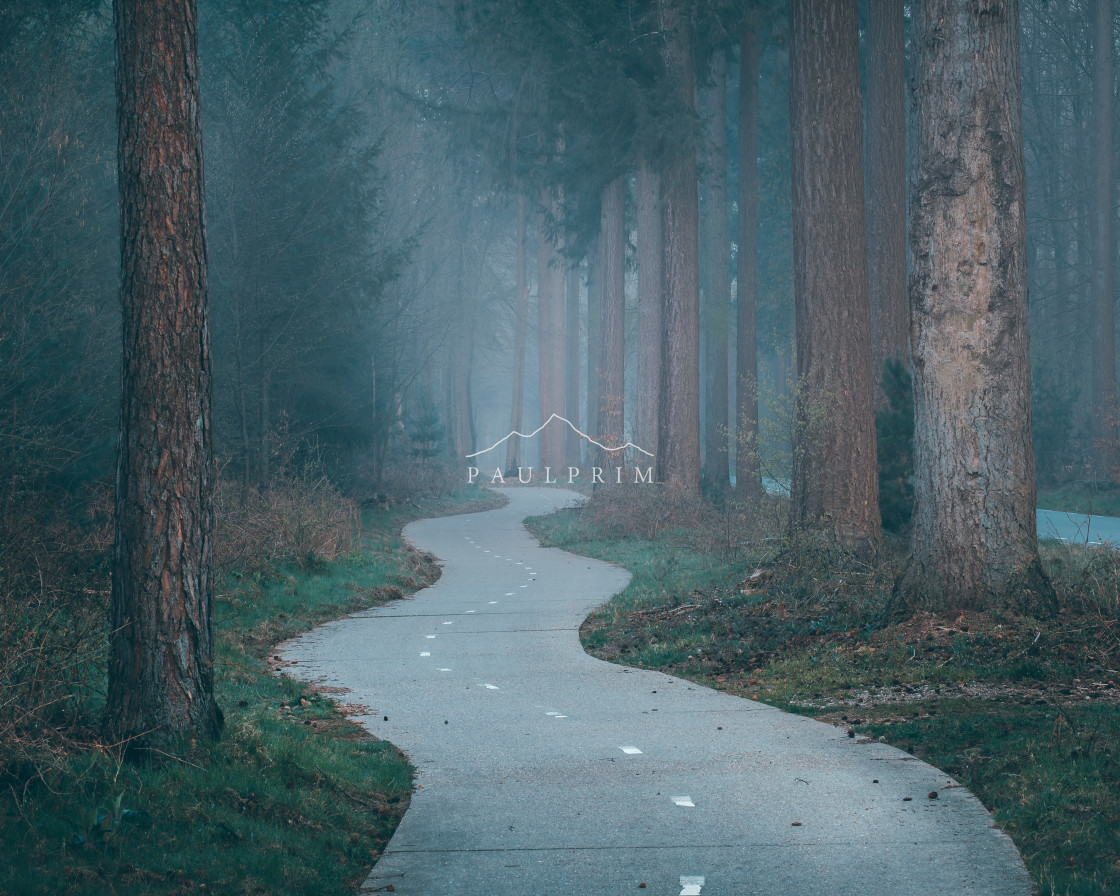 "Moody Spleuderbos Forest" stock image