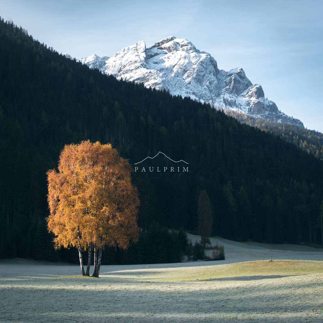 "Autumn for a tree #1" stock image