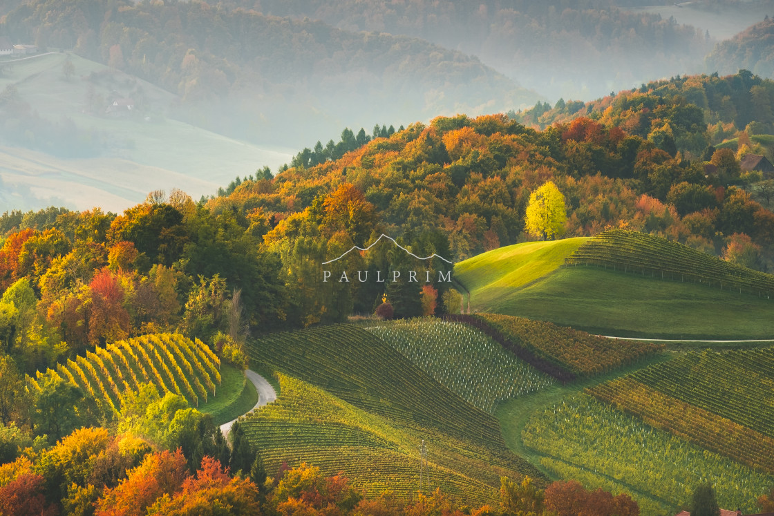 "Trees and Vineyards" stock image