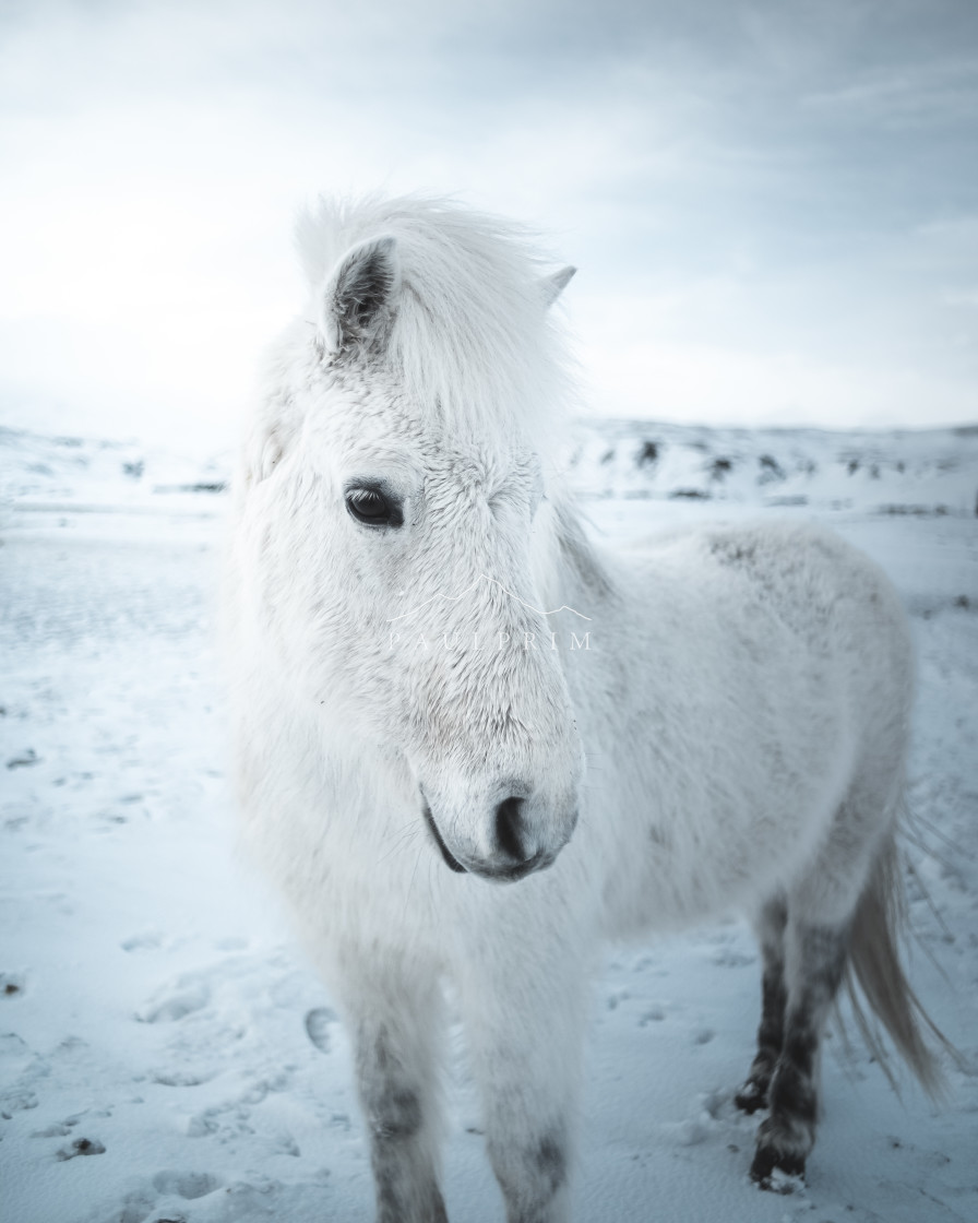 "White Pony" stock image