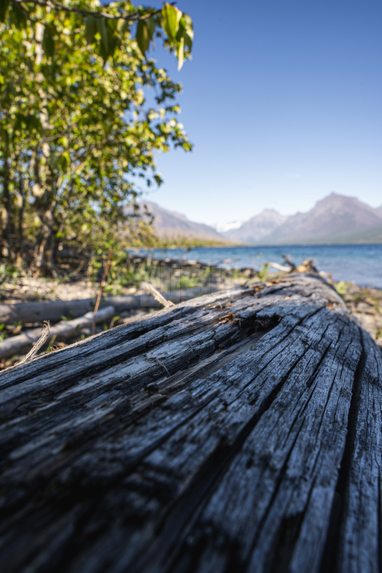 "Fallen Tree Leading into Lake McDonald in Glacier National Park" by Justin Mueller - £10.00 "Fallen Tree Leading into Lake McDonald in Glacier National Park" stock image