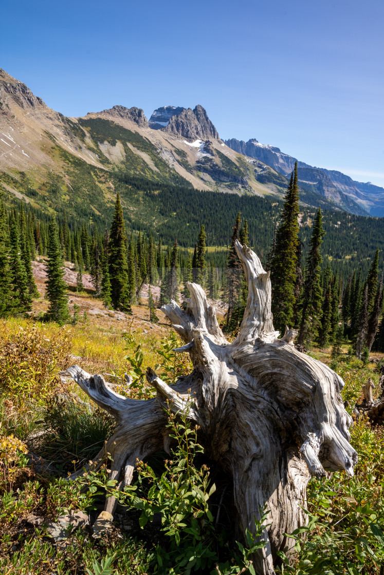 "Dead White Tree Stump with Valley and Mountains in the Backgroun" by Justin Mueller - £10.00 "Dead White Tree Stump with Valley and Mountains in the Backgroun" stock image