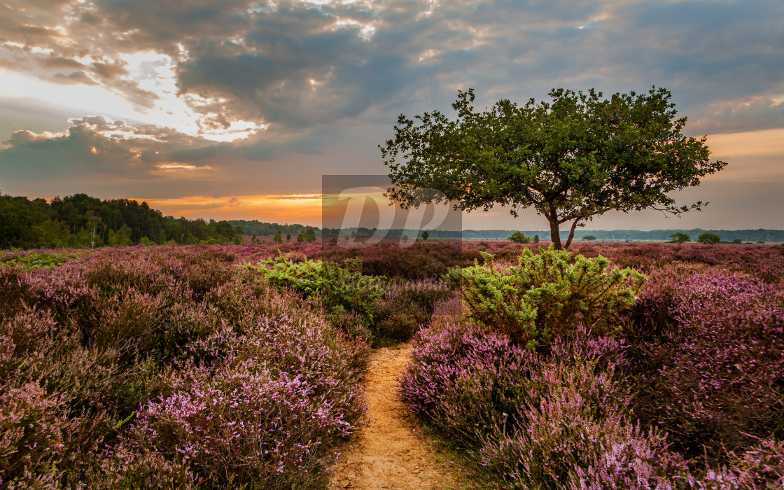 "Lone tree at dawn" stock image