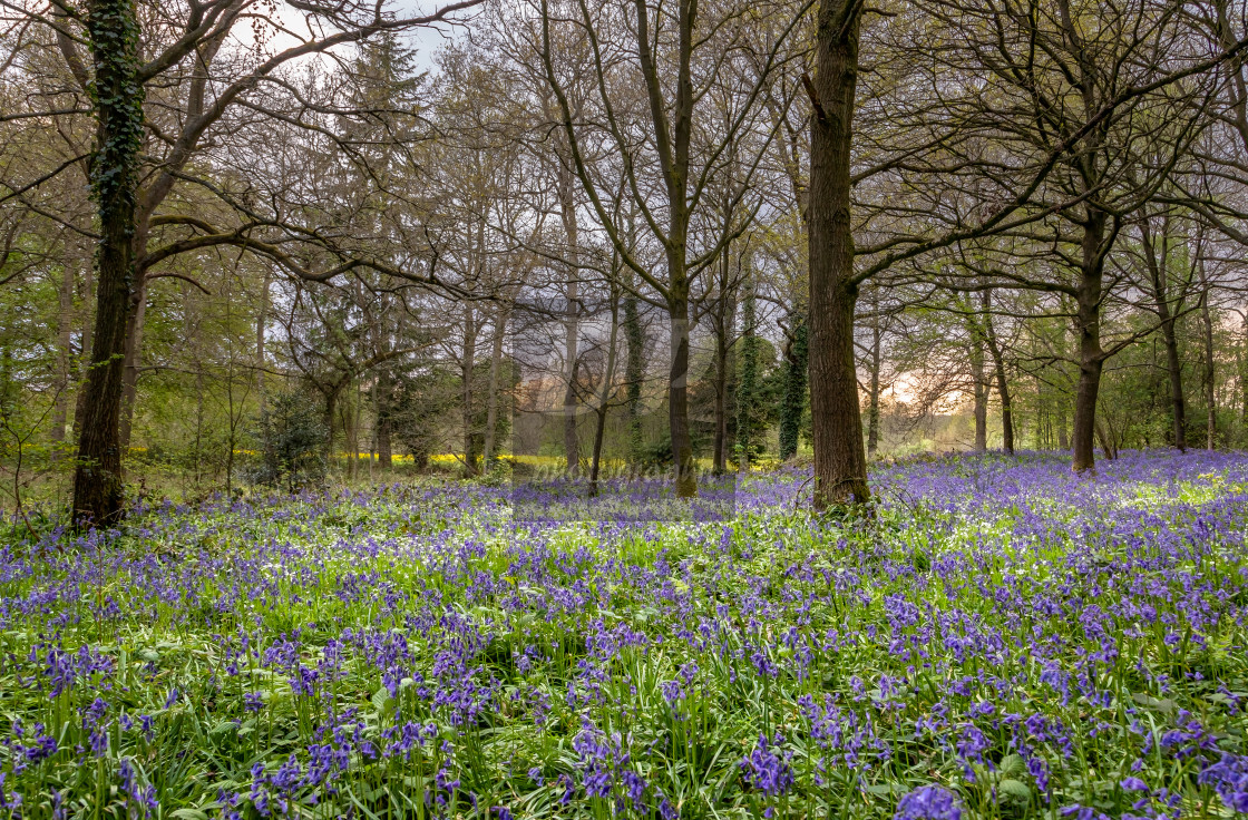 "Bluebells in a Norfolk Wood" stock image