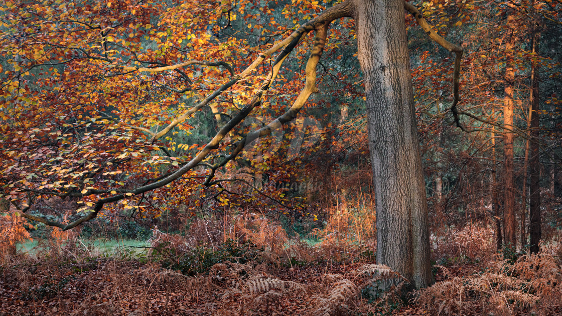 "Autumn Colours in Thetford Forest" stock image