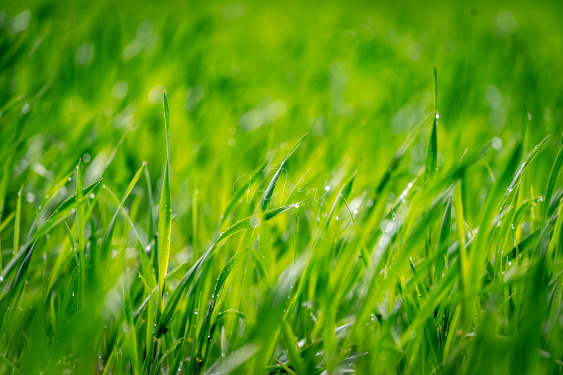 "Green Grass Wallpaper" stock image