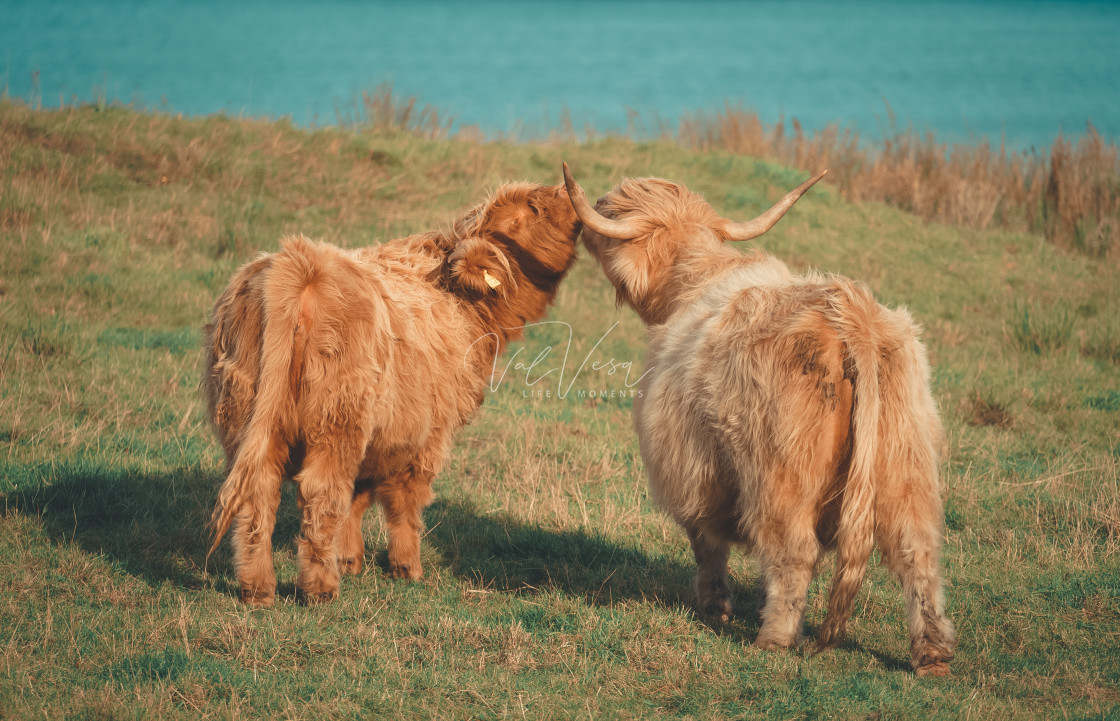 "Scottish Cows" stock image