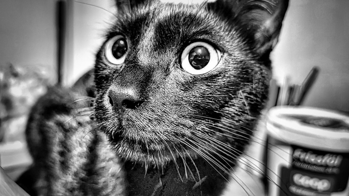 "Amadeus portrait - B&W" by Sandor Zoltan Gal - $3.64 "Amadeus portrait - B&W" stock image