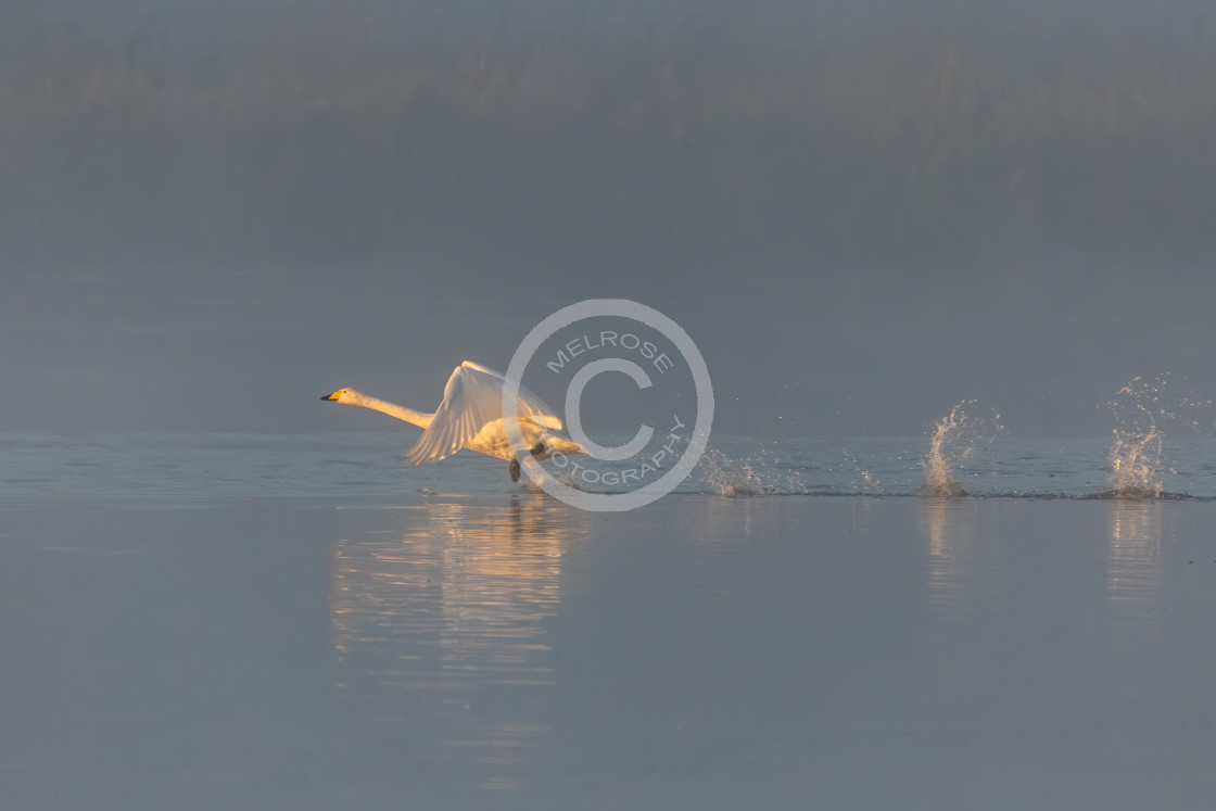 "Swan taking off from the water running to build up speed" by Melrose Photography - £12.00 "Swan taking off from the water running to build up speed" stock image