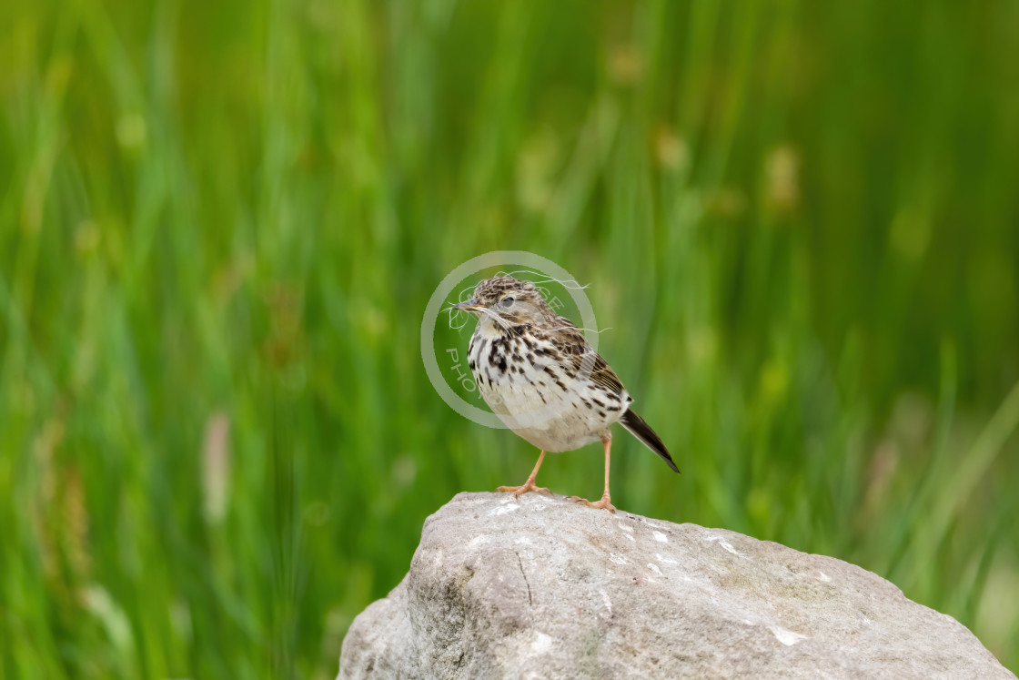 "Meadow Pipit sitting proudly on a rock with nesting material" by Melrose Photography - £10.00 "Meadow Pipit sitting proudly on a rock with nesting material" stock image