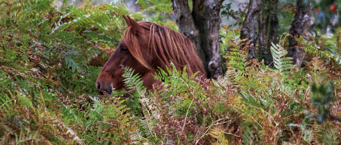 "Pony profile" stock image