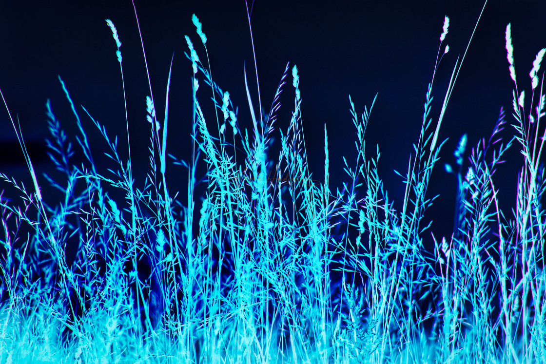 "Grasses-an inverted image" stock image