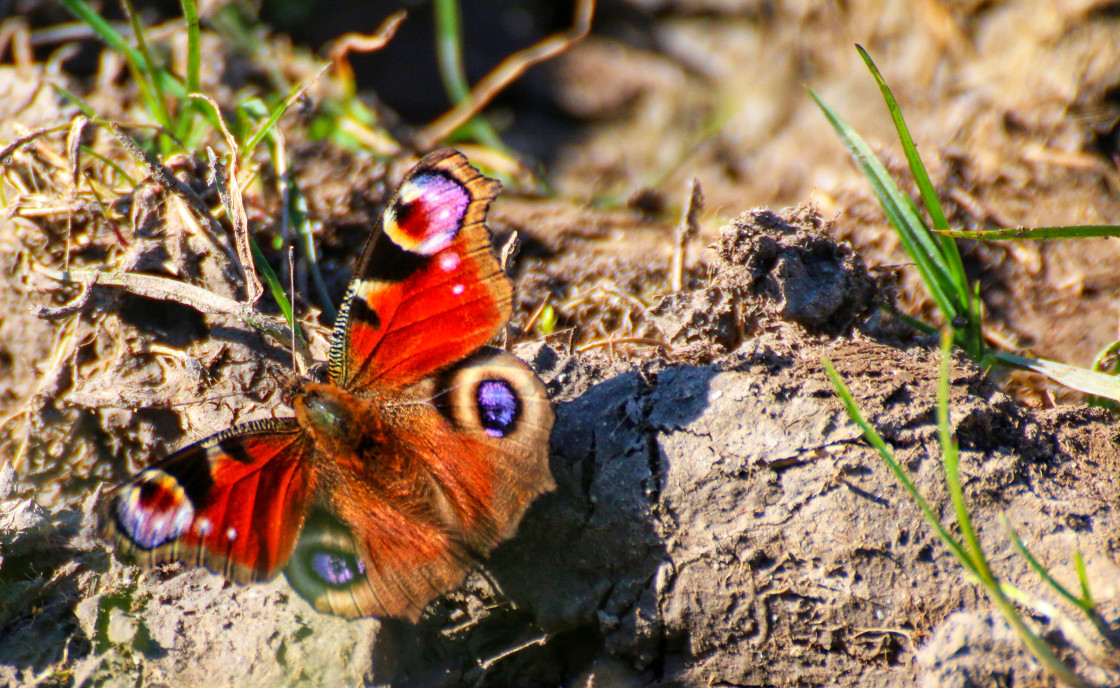 "Signalling Spring" stock image