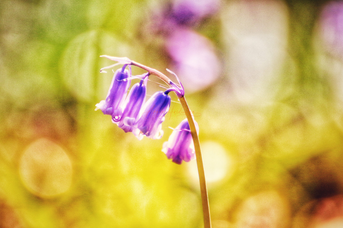 "Bowing to the dawn" stock image