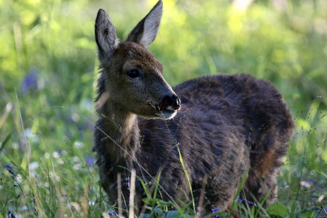 "Deer days" stock image