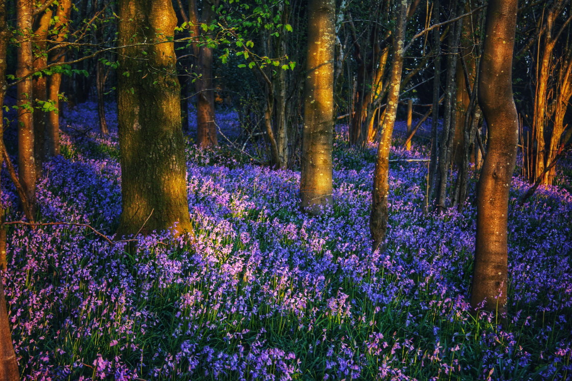 "Golden hour bluebells" stock image