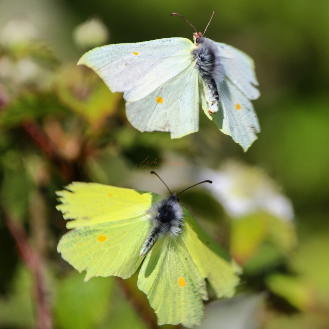 "Dancing in the breeze" stock image