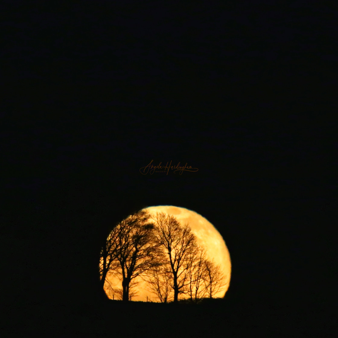 "Won Moon and silhouetted trees" stock image