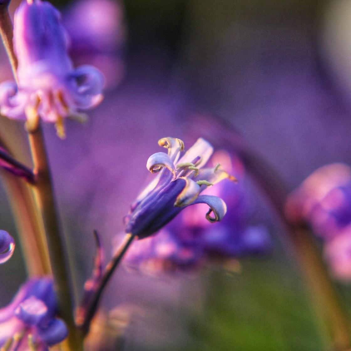 "Blooming bluebells" stock image